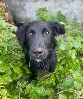 Adopter Nico
