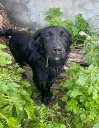 Adopter Nico