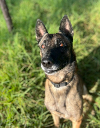 Adopter Kenny