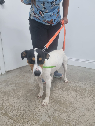 Adopter Benji
