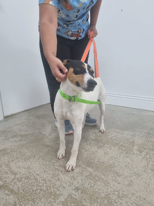 Adopter Benji