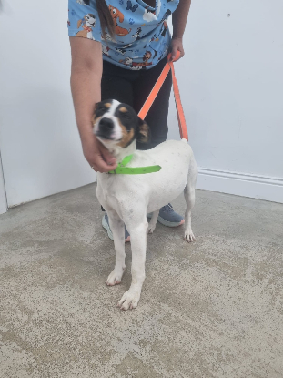 Adopter Benji