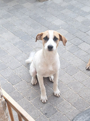 Adopter Guma