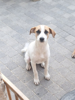 Adopter  chien : Guma