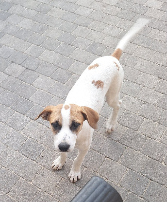 Adopter Guma