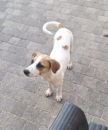 Adopter Guma