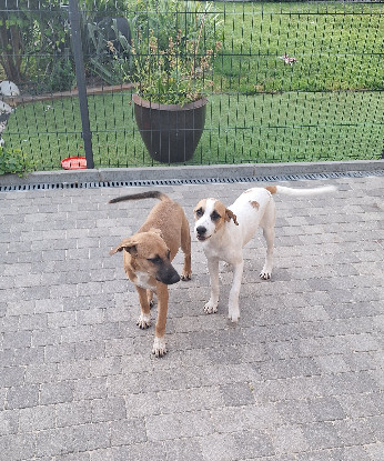 Adoption Guma