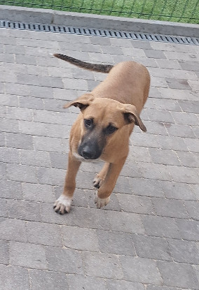 Adopter Bubba