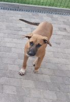Adopter  chien : Bubba