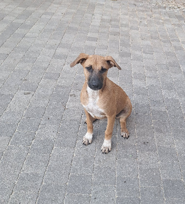 Adopter Bubba