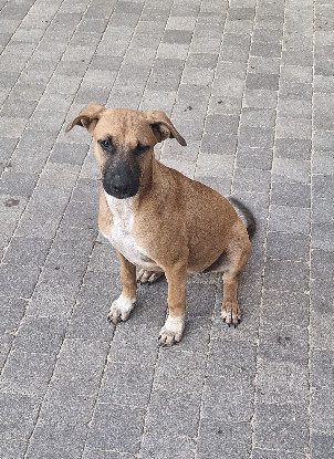 Adopter Bubba