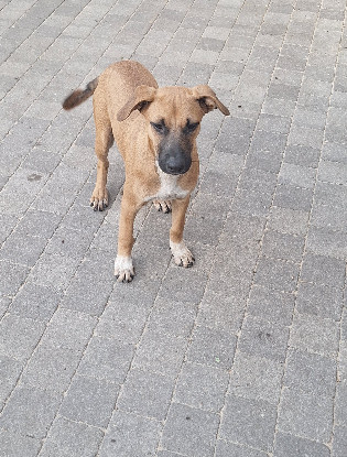 Adoption Bubba
