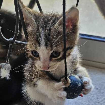 Adopter Pompon