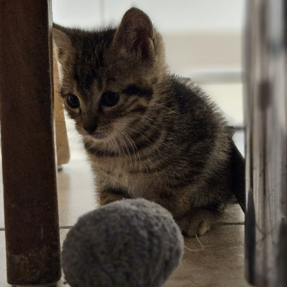 Adopter Popy