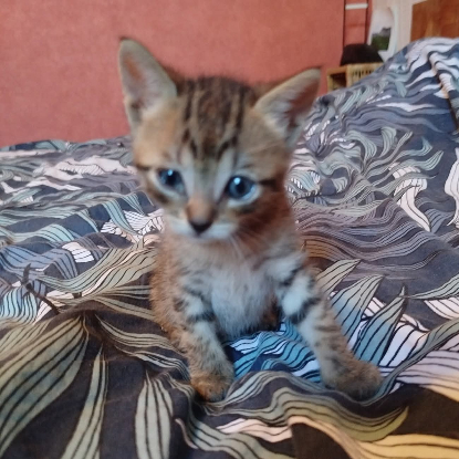 Adopter Cerise