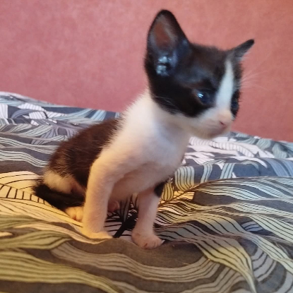Adopter Groseille