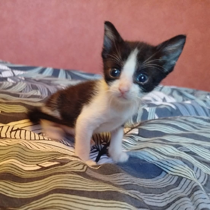 Adopter Groseille