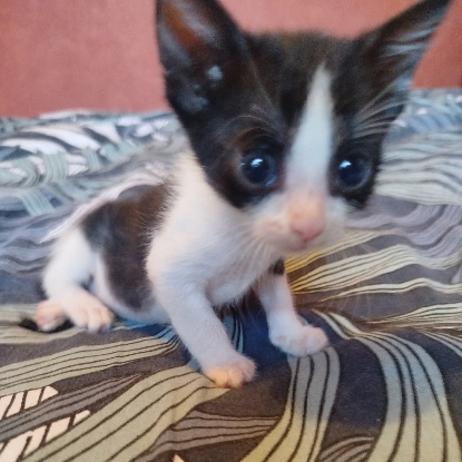 Adopter Groseille