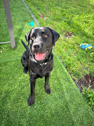 Adopter Vaïko