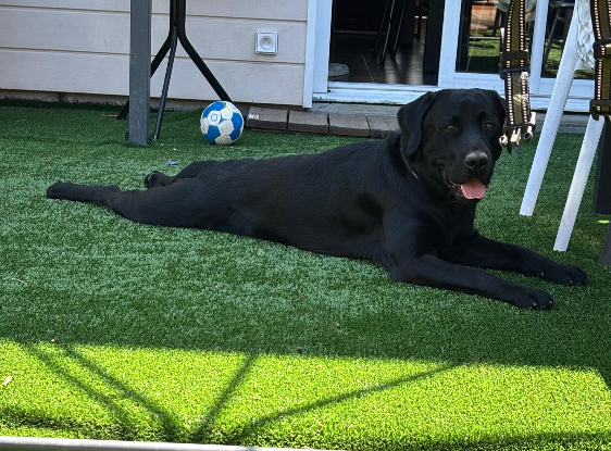 Adopter Vaïko