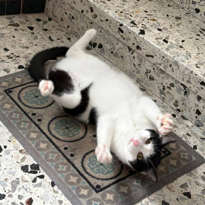 Adopter Milo