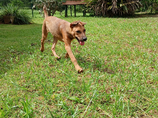 Adopter Iéna