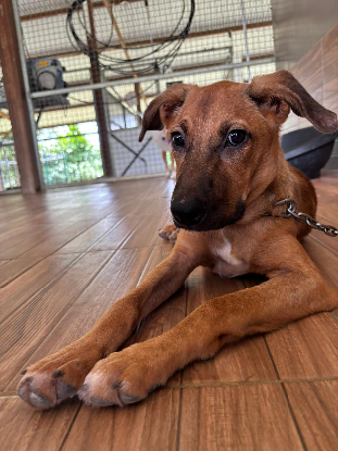 Adopter Iéna