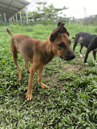 Adoption Iéna