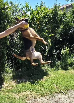 Adopter Zazu