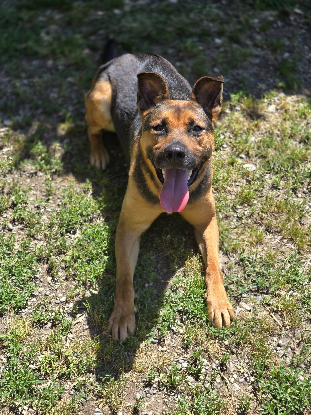 Adopter Zazu