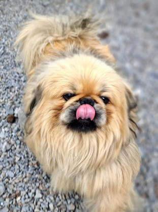 Adopter Booba