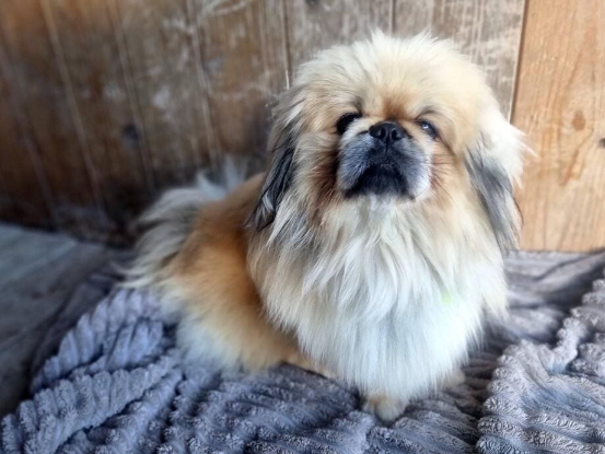 Adopter Booba
