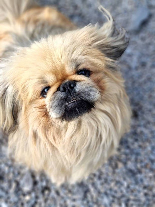 Adopter Booba
