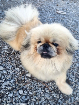 Adoption Booba