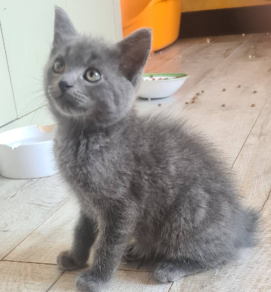 Adopter Baubillious