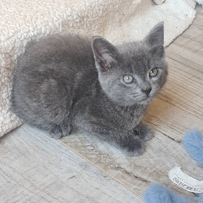 Adopter Baubillious