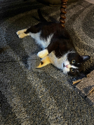 Adopter Groucha