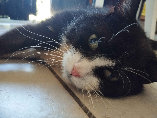 Adopter Groucha
