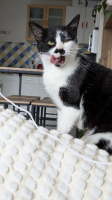 Adopter  chat : Cosmos