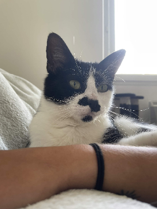 Adopter Cosmos