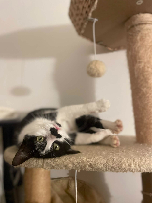 Adopter Cosmos