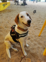Adopter  chien : Awa