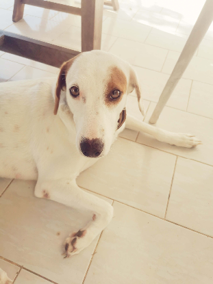Adopter Awa