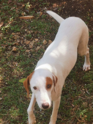 Adopter Awa