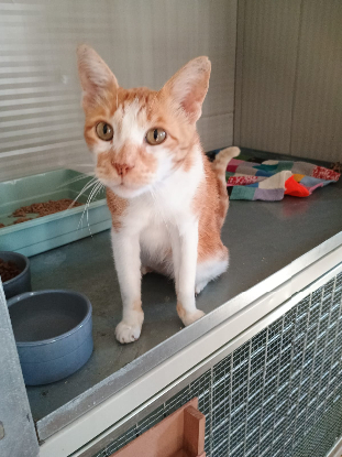 Adopter Nestor