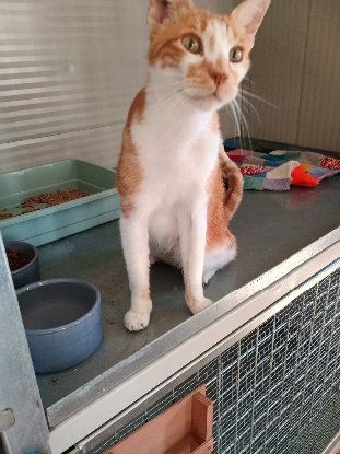 Adopter Nestor