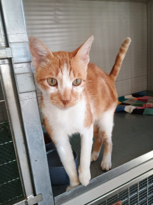 Adopter Nestor
