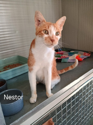 Adoption Nestor