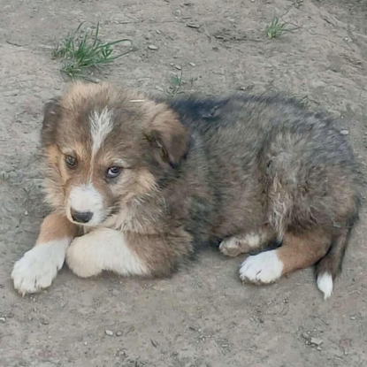 Adopter Gerry