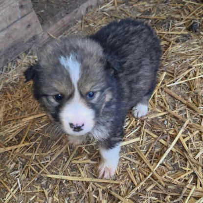 Adopter Gerry